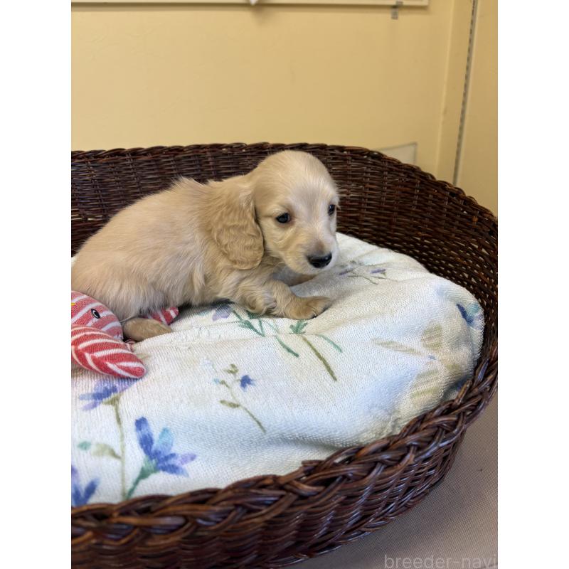 販売中の愛知県のミニチュアダックスフンド(ロングヘアード)-447459の4枚目