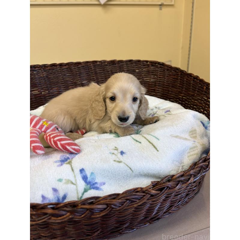 販売中の愛知県のミニチュアダックスフンド(ロングヘアード)-447459の3枚目