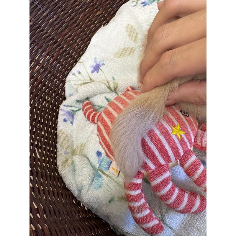 販売中の愛知県のミニチュアダックスフンド(ロングヘアード)-447459の2枚目