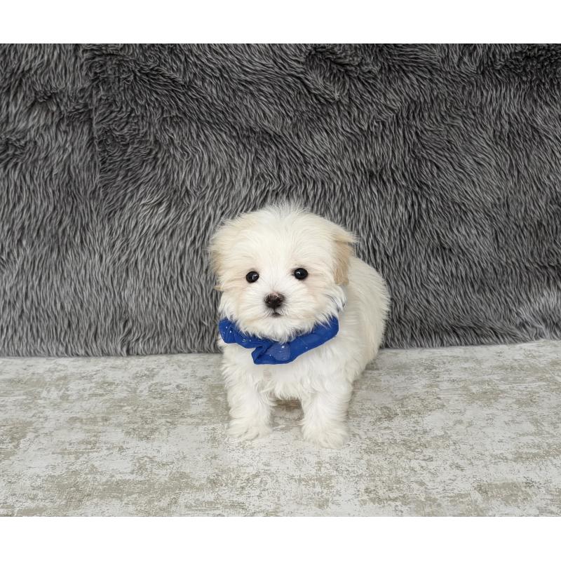 販売中の福岡県のマルプー:マルチーズ×トイプードル-444607