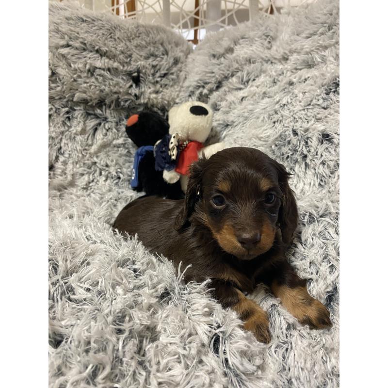 販売中の広島県のミニチュアダックスフンド(ロングヘアード)-447462の4枚目