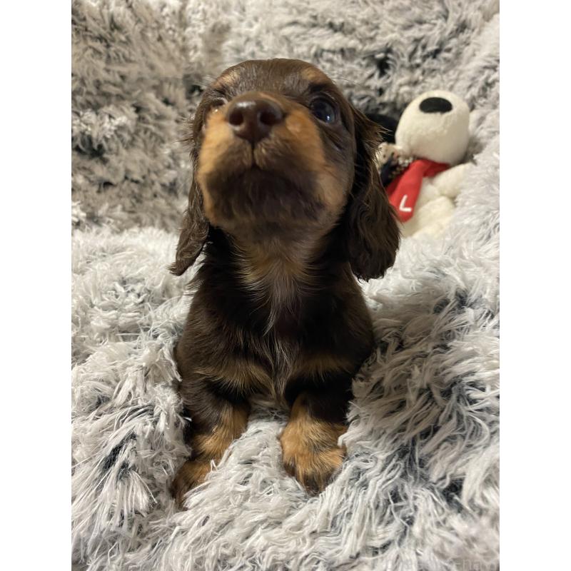 販売中の広島県のミニチュアダックスフンド(ロングヘアード)-447462の2枚目