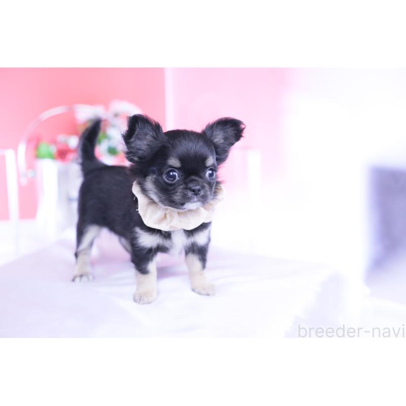 販売中の愛知県のチワワ(ロングコート)-447460の12枚目