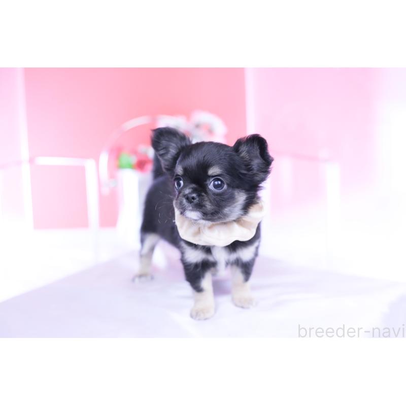 販売中の愛知県のチワワ(ロングコート)-447460の11枚目