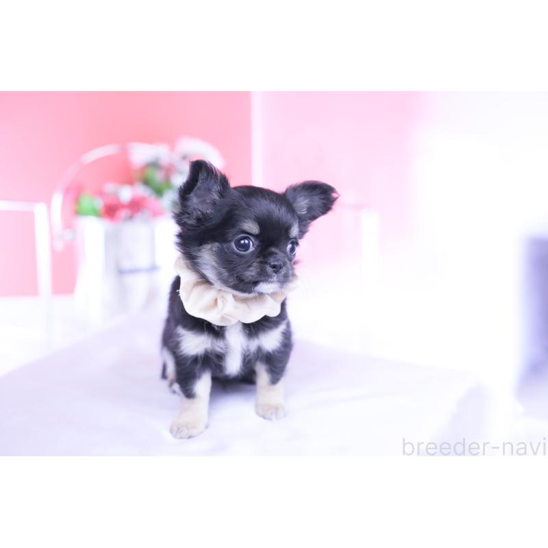 販売中の愛知県のチワワ(ロングコート)-447460の6枚目