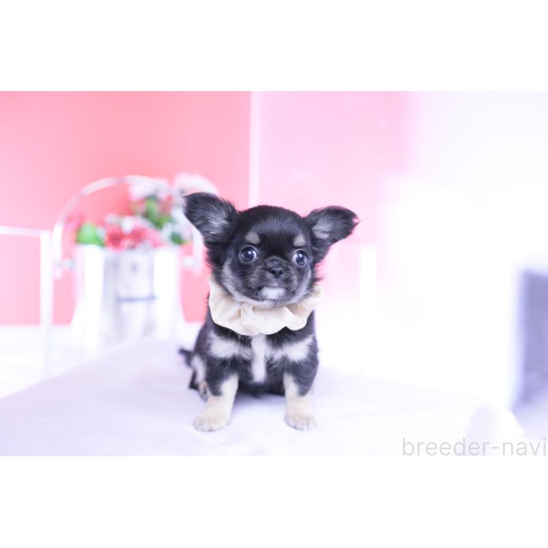 販売中の愛知県のチワワ(ロングコート)-447460の5枚目