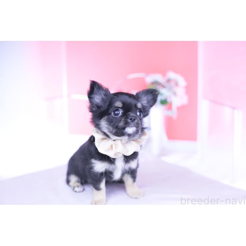 販売中の愛知県のチワワ(ロングコート)-447460の4枚目