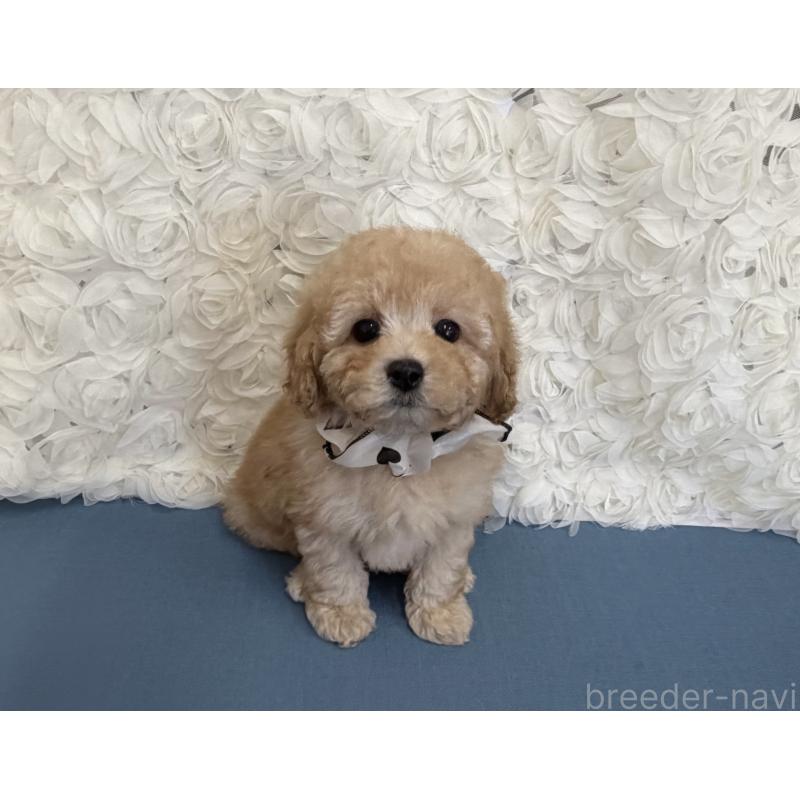 販売中の福岡県のタイニープードル-443342