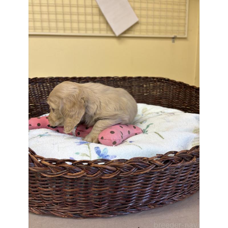 販売中の愛知県のミニチュアダックスフンド(ロングヘアード)-447461の5枚目