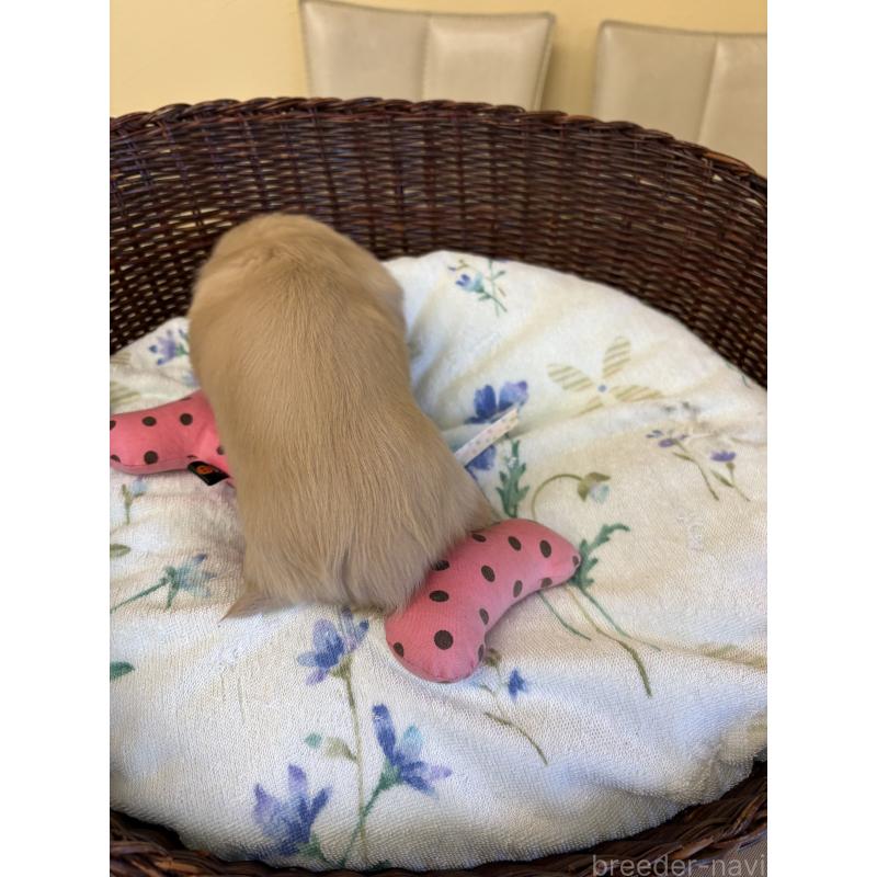 販売中の愛知県のミニチュアダックスフンド(ロングヘアード)-447461の4枚目