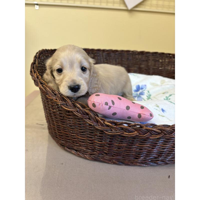 販売中の愛知県のミニチュアダックスフンド(ロングヘアード)-447461の2枚目