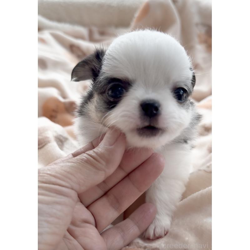 販売中の福岡県のチワワ(ロングコート)-447463の9枚目