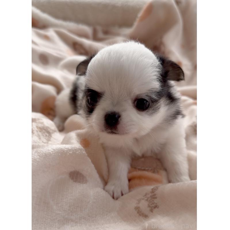 販売中の福岡県のチワワ(ロングコート)-447463の7枚目