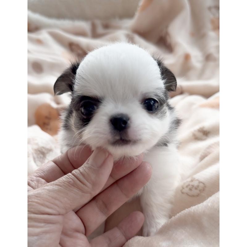 販売中の福岡県のチワワ(ロングコート)-447463の6枚目