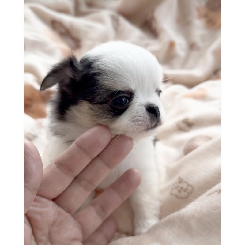 販売中の福岡県のチワワ(ロングコート)-447463の5枚目