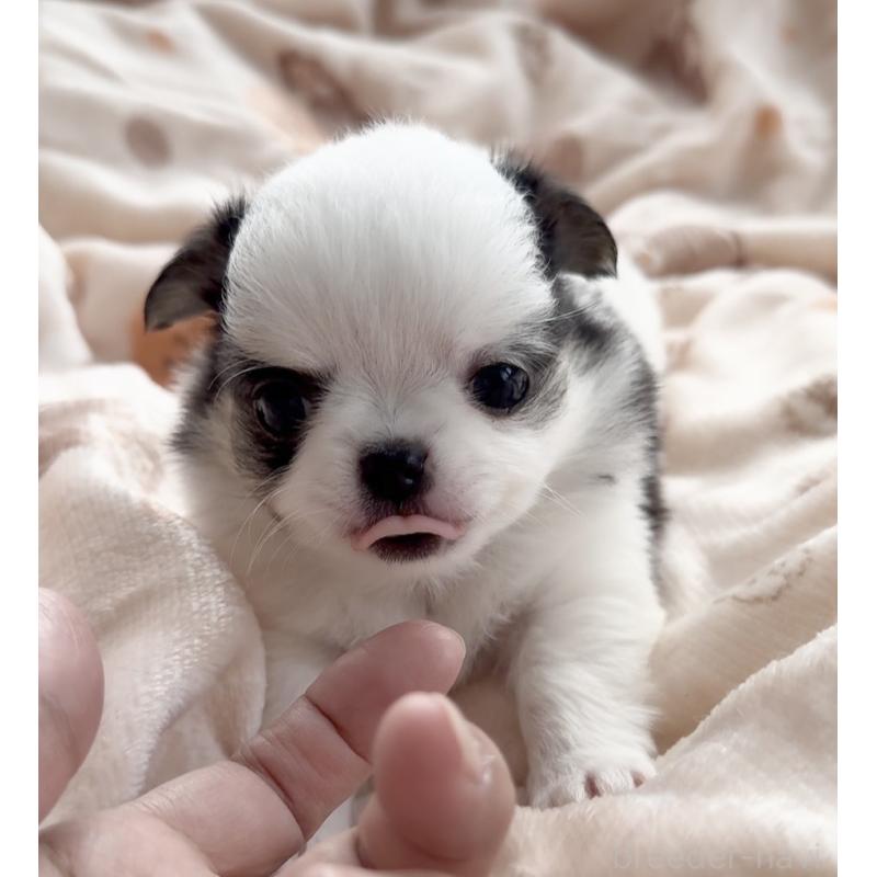 販売中の福岡県のチワワ(ロングコート)-447463の4枚目