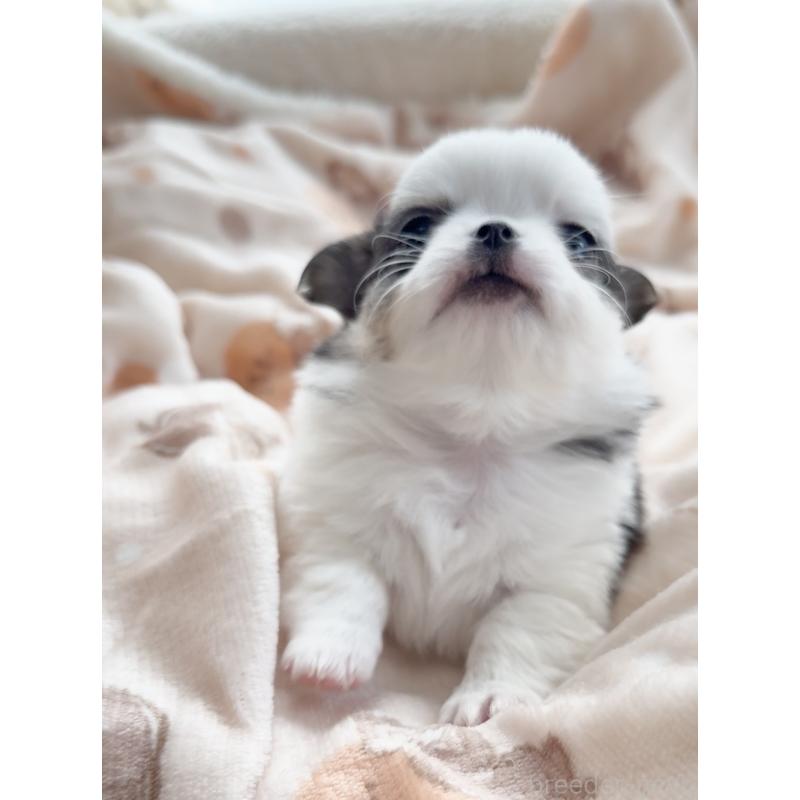 販売中の福岡県のチワワ(ロングコート)-447463の3枚目