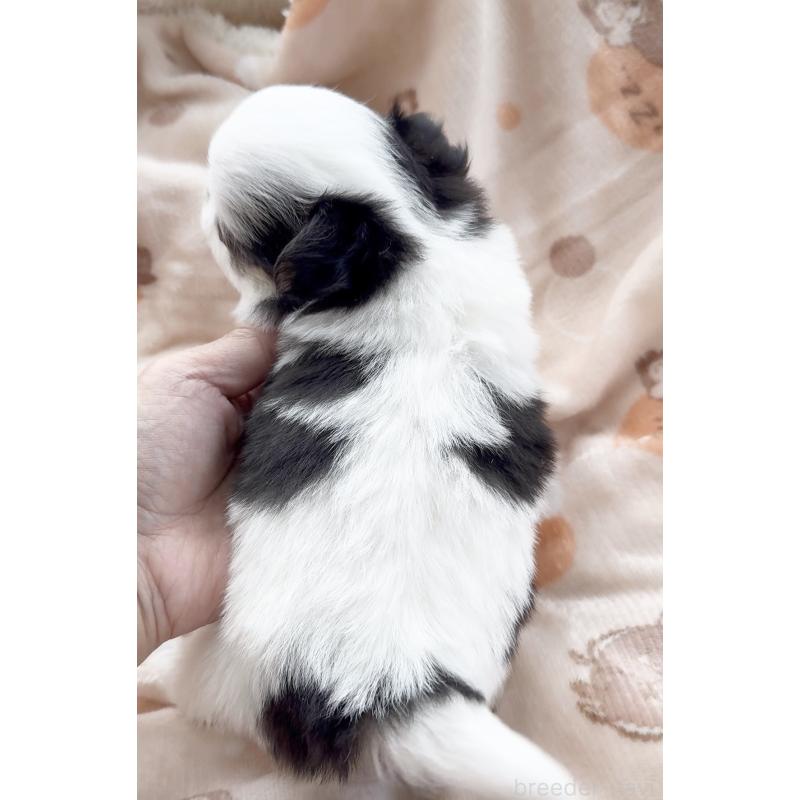 販売中の福岡県のチワワ(ロングコート)-447463の2枚目