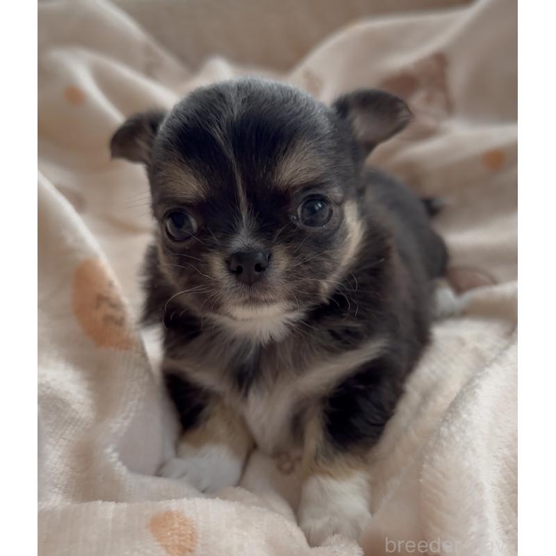 販売中の福岡県のチワワ(ロングコート)-447464