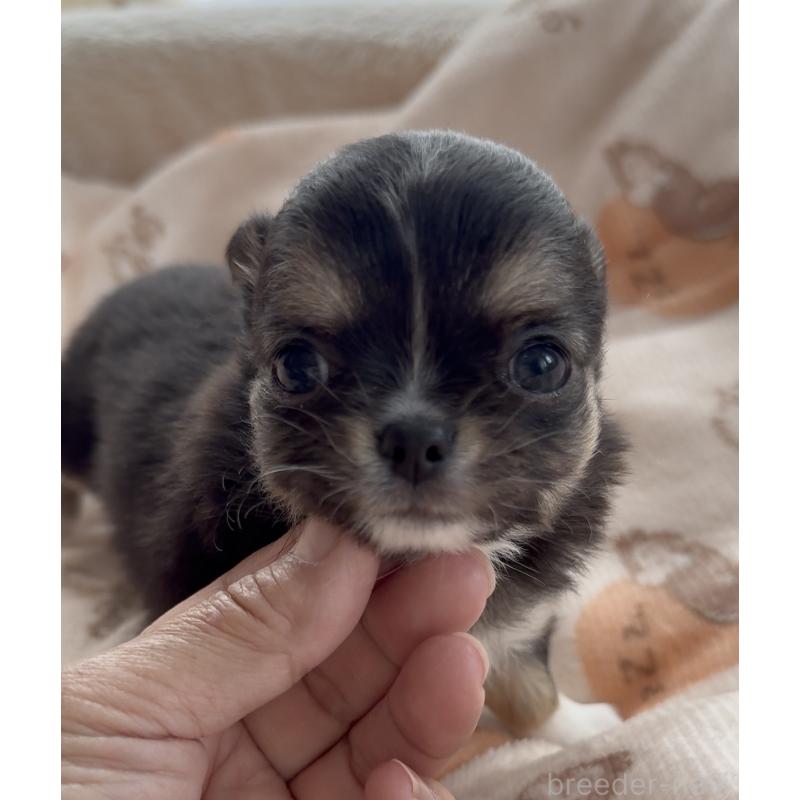 販売中の福岡県のチワワ(ロングコート)-447464の7枚目