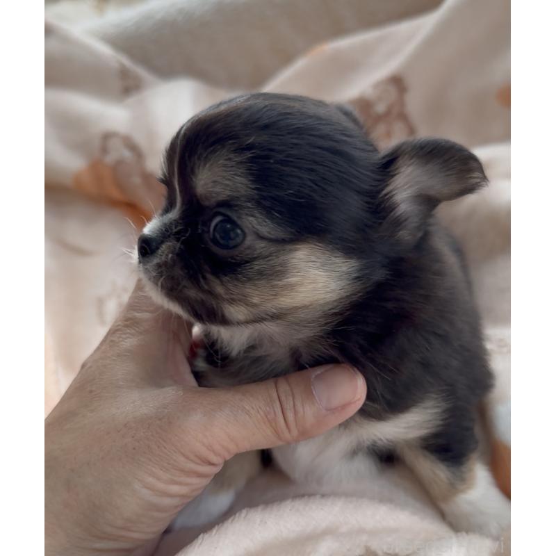 販売中の福岡県のチワワ(ロングコート)-447464の5枚目