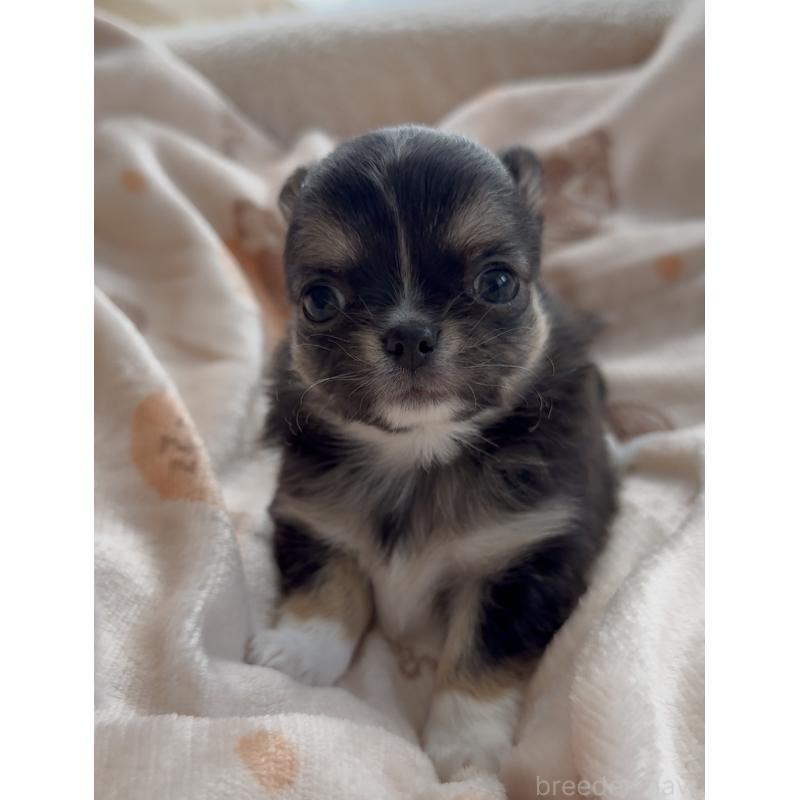 販売中の福岡県のチワワ(ロングコート)-447464の4枚目