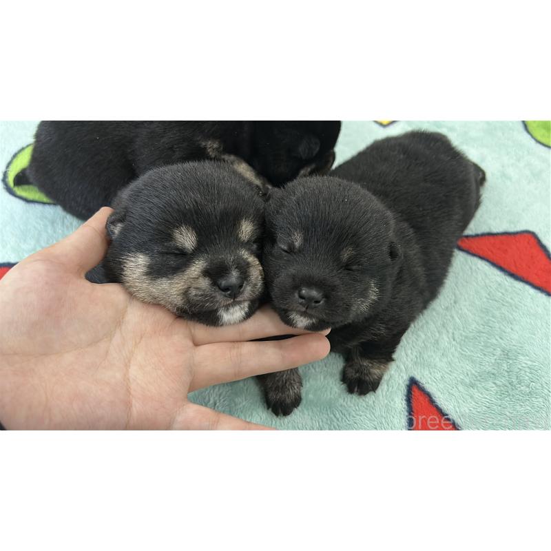 販売中の鹿児島県の豆柴-447466の9枚目