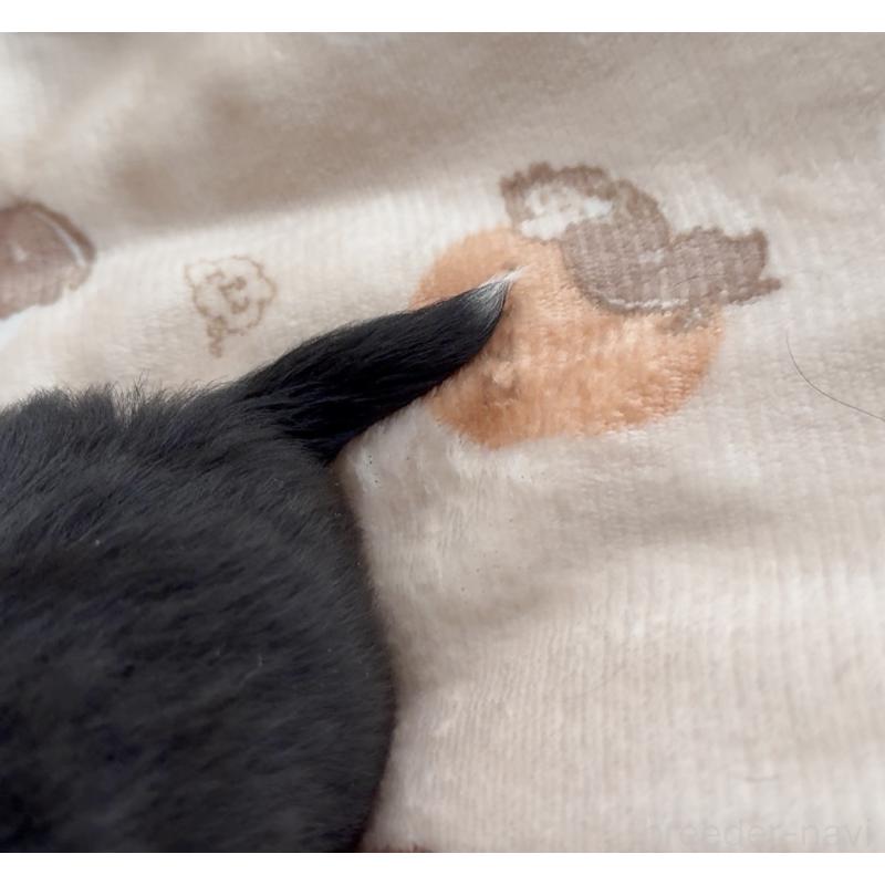 販売中の福岡県のチワワ(ロングコート)-447464の2枚目