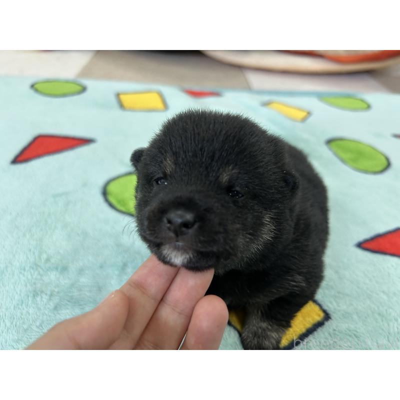 販売中の鹿児島県の豆柴-447466の8枚目