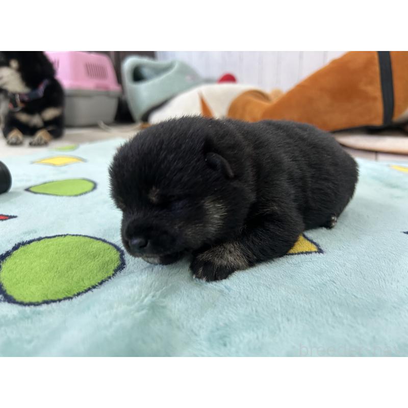 販売中の鹿児島県の豆柴-447466の7枚目