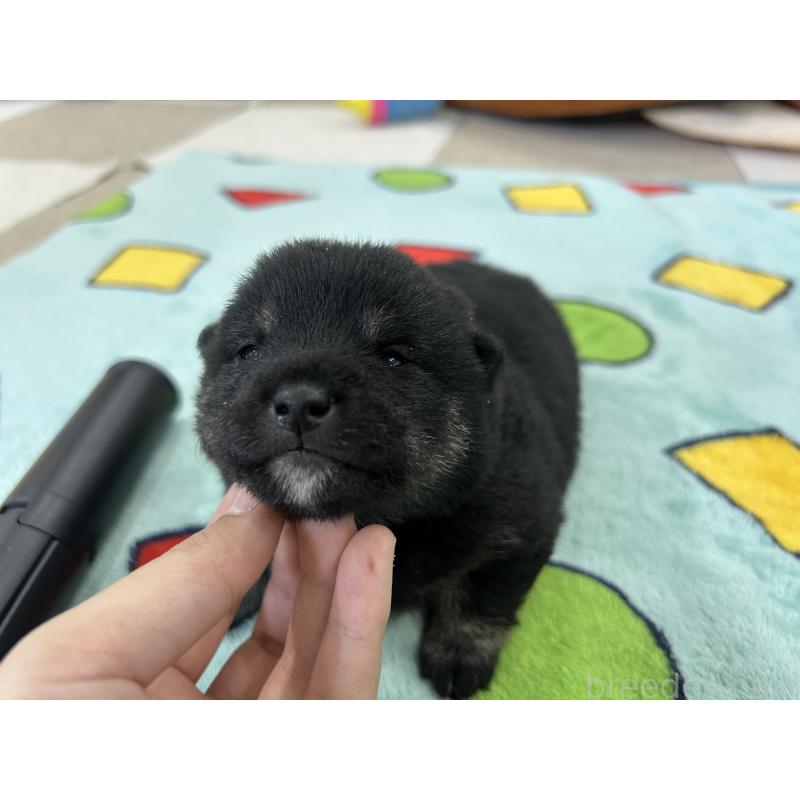 販売中の鹿児島県の豆柴-447466の5枚目