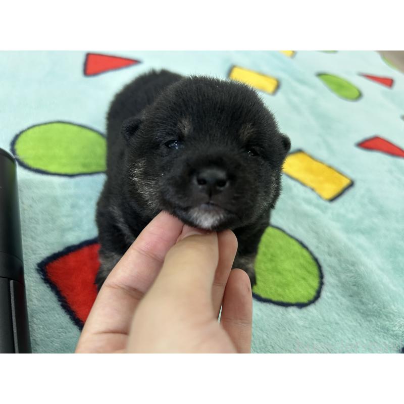 販売中の鹿児島県の豆柴-447466の4枚目