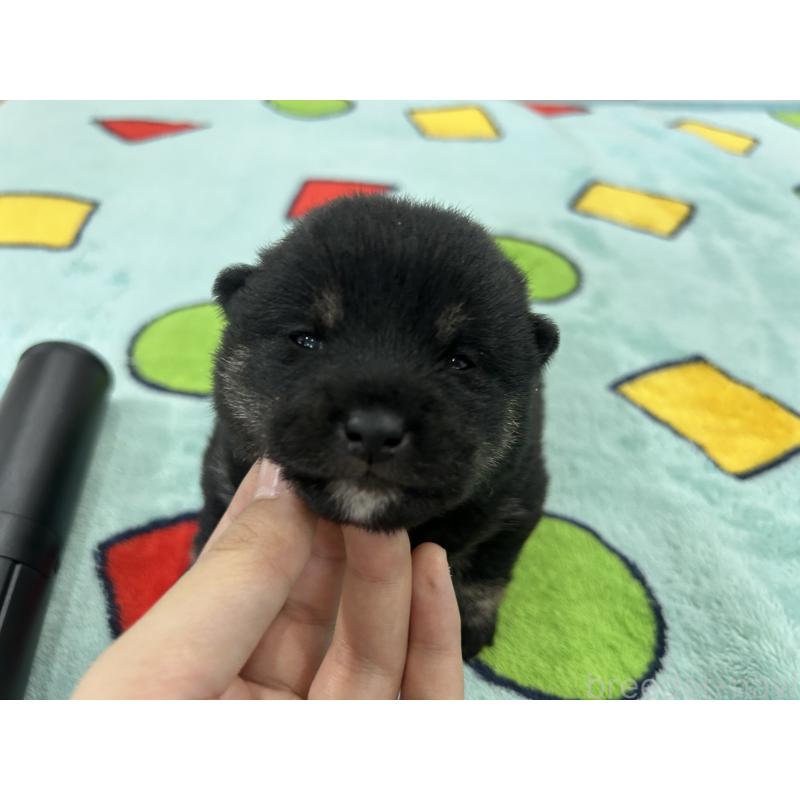 販売中の鹿児島県の豆柴-447466の3枚目