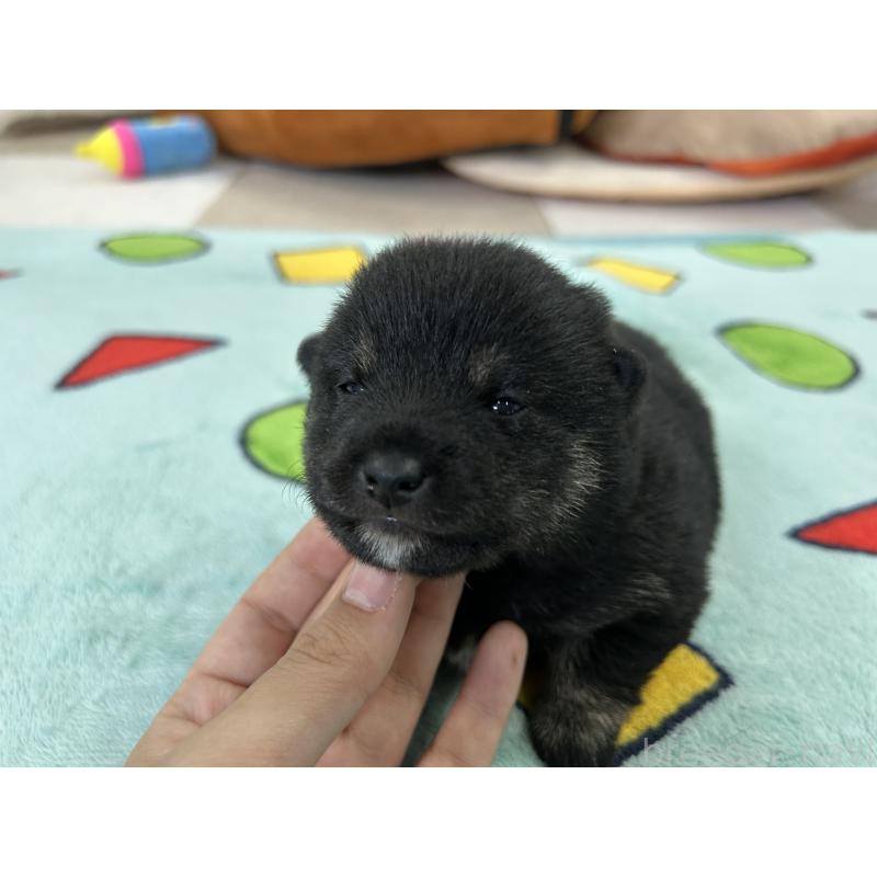 販売中の鹿児島県の豆柴-447466の2枚目