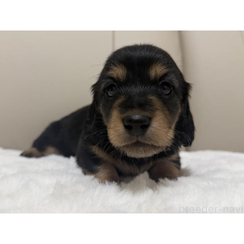 販売中の栃木県のミニチュアダックスフンド(ロングヘアード)-447465の5枚目