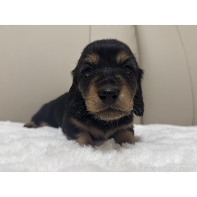 販売中の栃木県のミニチュアダックスフンド(ロングヘアード)-447465の3枚目