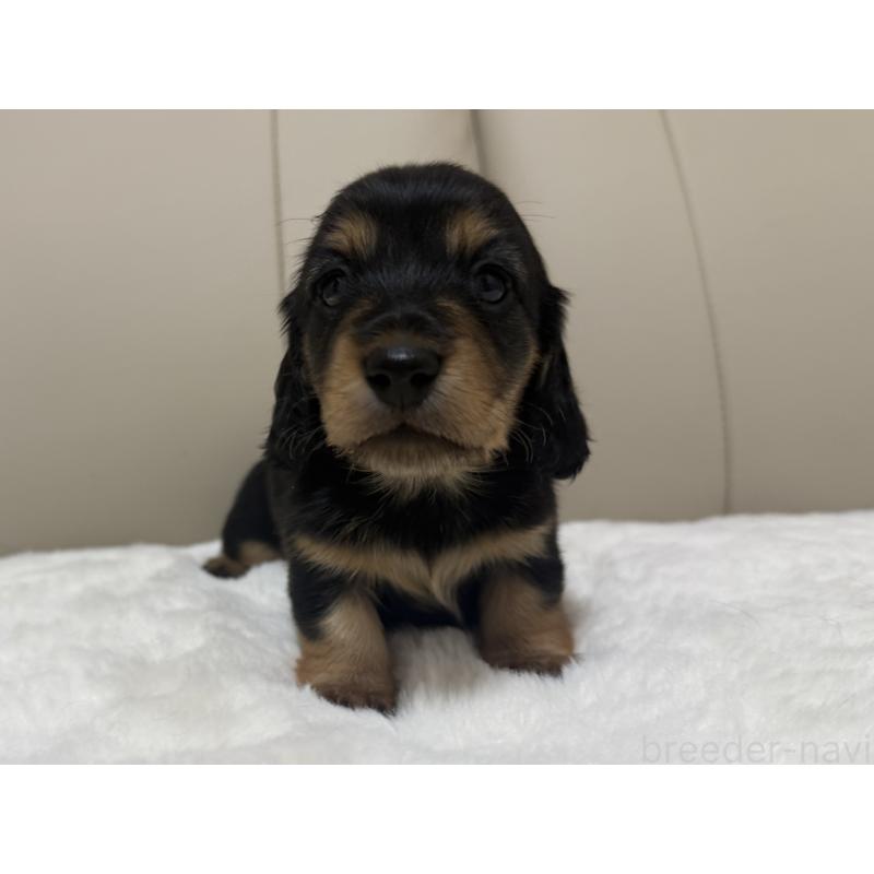 販売中の栃木県のミニチュアダックスフンド(ロングヘアード)-447465の2枚目