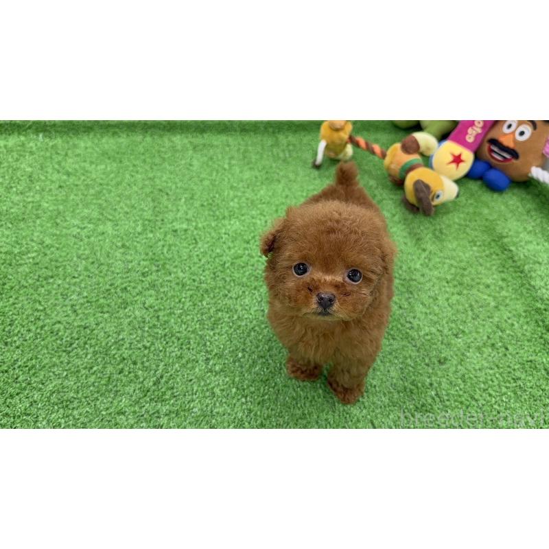 販売中の東京都のティーカッププードル-447469の9枚目