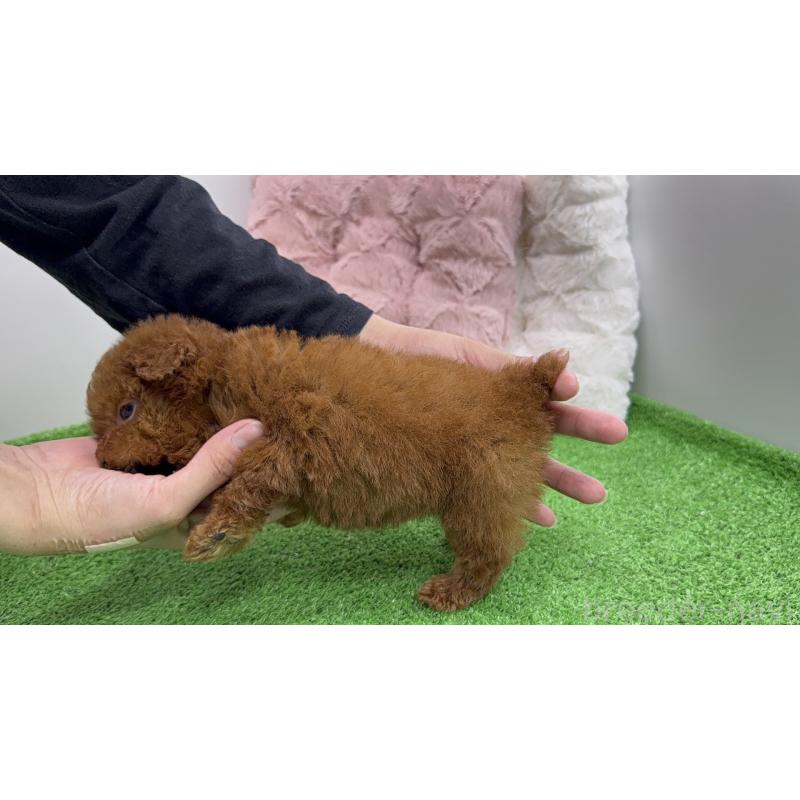 販売中の東京都のティーカッププードル-447469の7枚目