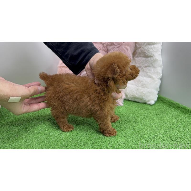 販売中の東京都のティーカッププードル-447469の6枚目