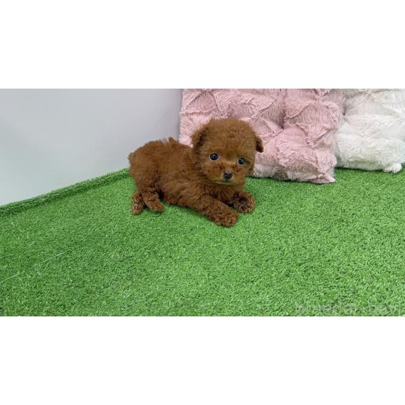 販売中の東京都のティーカッププードル-447469の5枚目