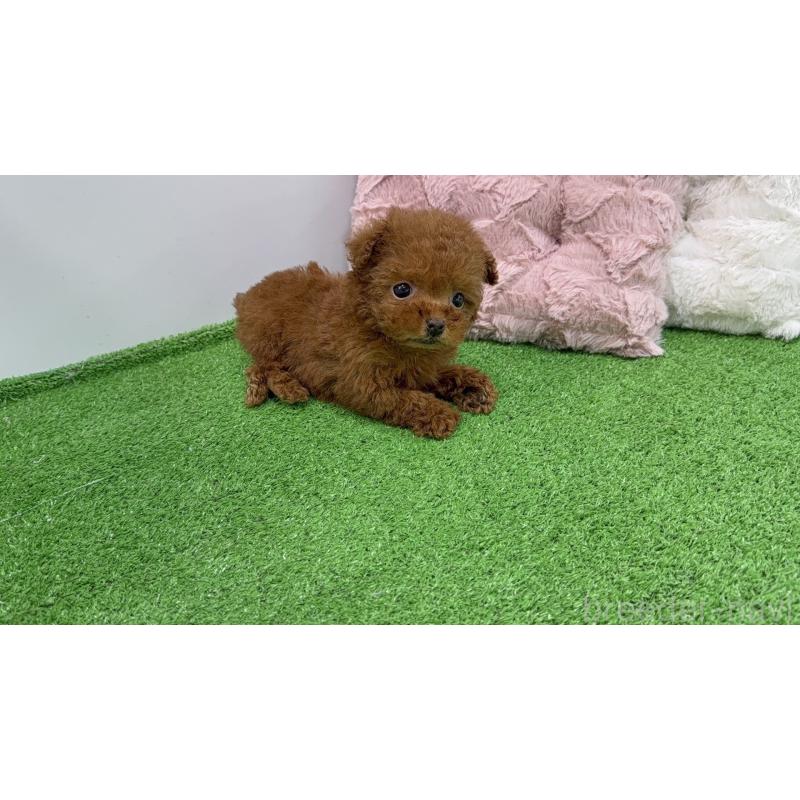 販売中の東京都のティーカッププードル-447469の4枚目