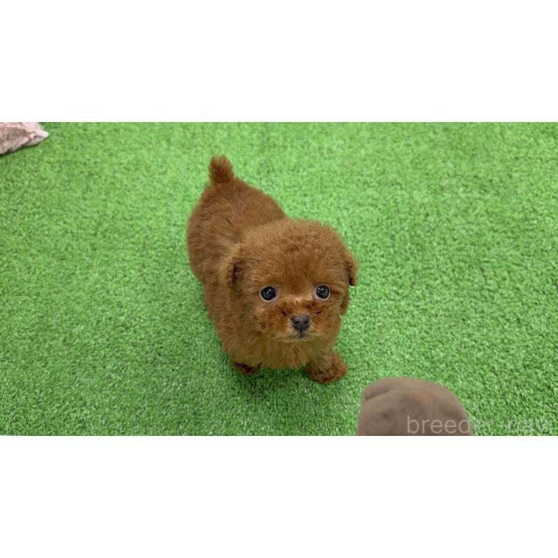 販売中の東京都のティーカッププードル-447469の3枚目