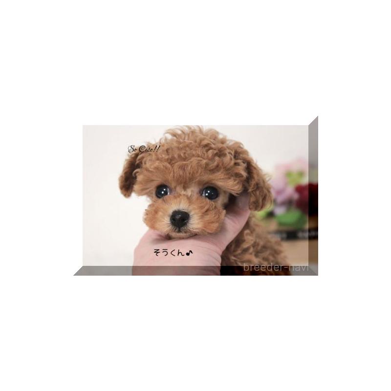 販売中の大阪府のティーカッププードル-447474の14枚目
