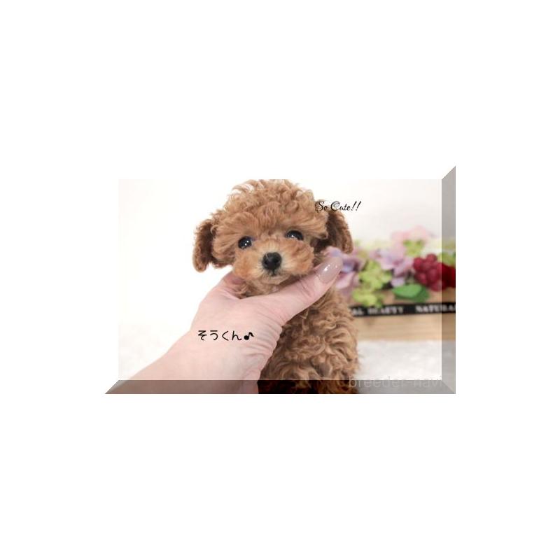 販売中の大阪府のティーカッププードル-447474の12枚目