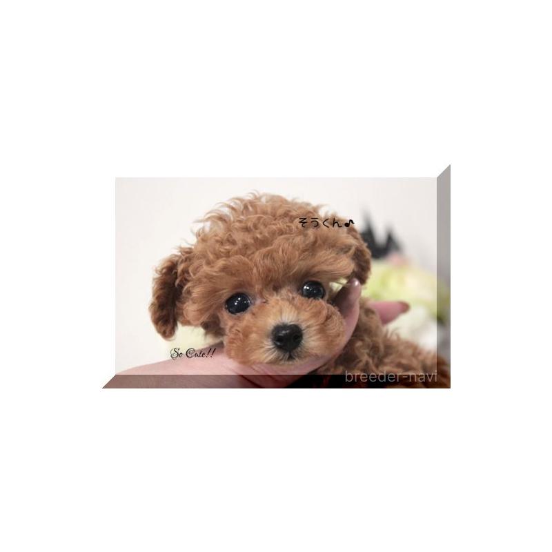 販売中の大阪府のティーカッププードル-447474の10枚目
