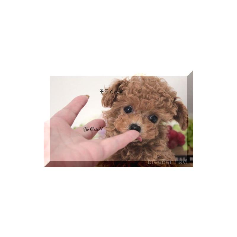 販売中の大阪府のティーカッププードル-447474の9枚目