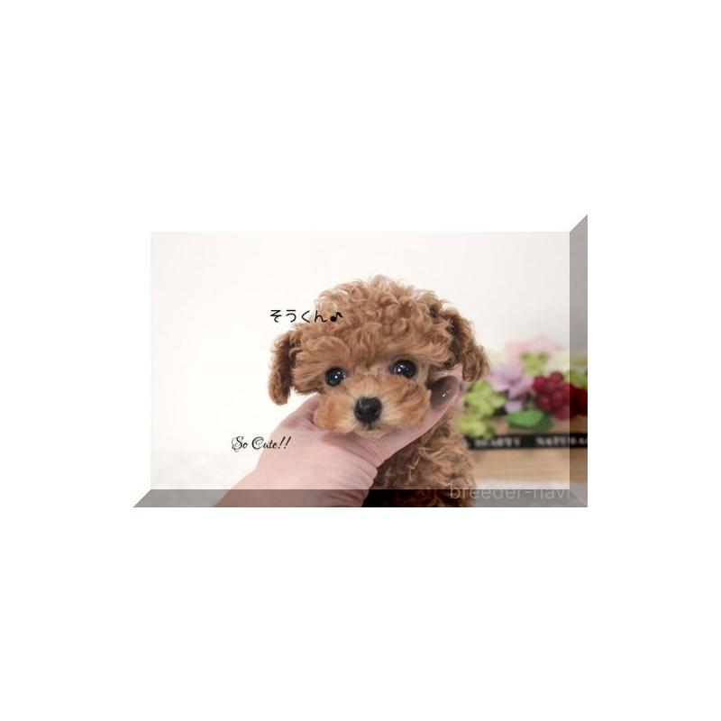 販売中の大阪府のティーカッププードル-447474の8枚目