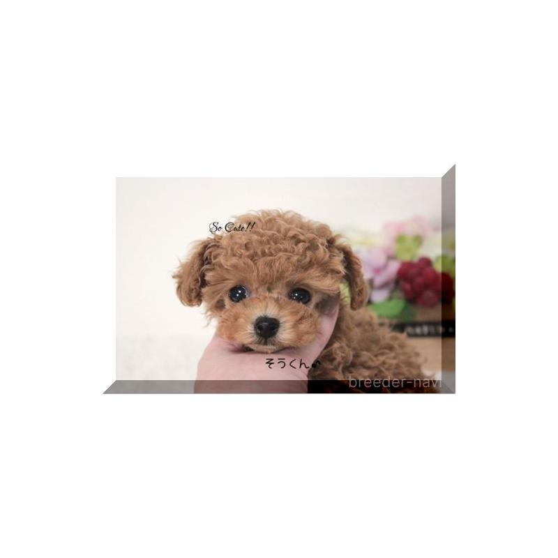 販売中の大阪府のティーカッププードル-447474の6枚目