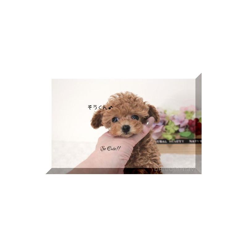 販売中の大阪府のティーカッププードル-447474の5枚目